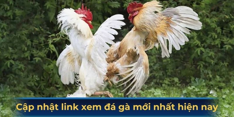 Cập nhật link xem đá gà mới nhất hiện nay