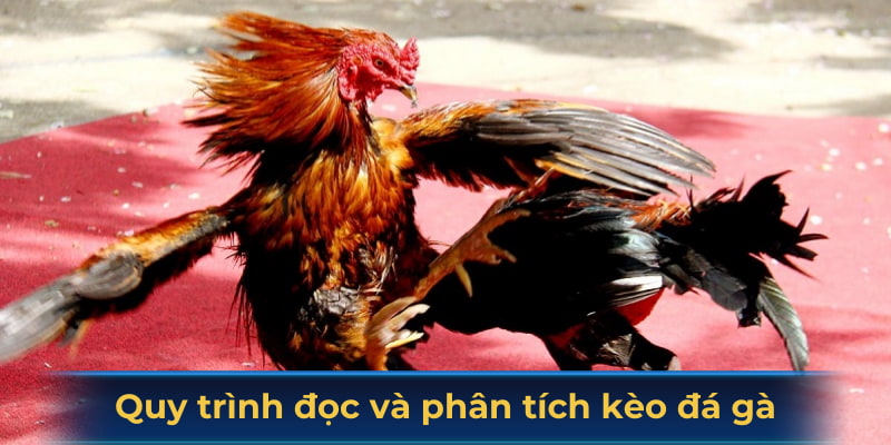 Quy trình đọc và phân tích kèo đá gà